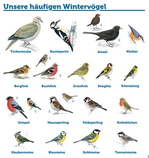 Birdlife_Zählung_der_Wintervögel