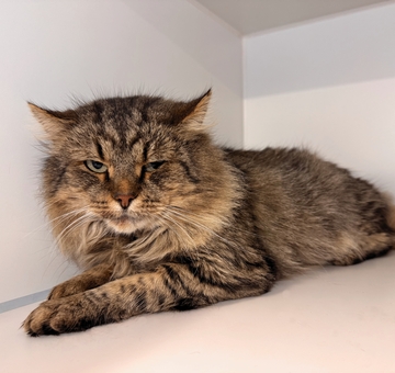 Fundkatze Klingenbach