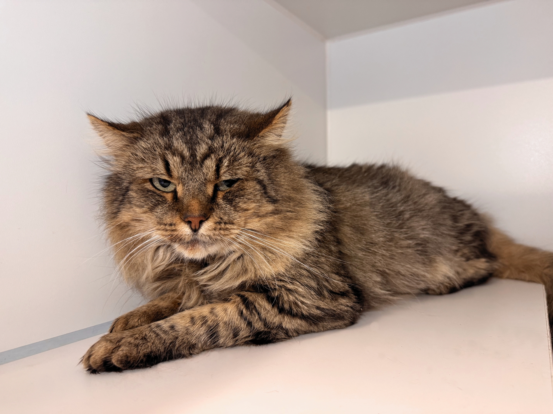 Fundkatze Klingenbach