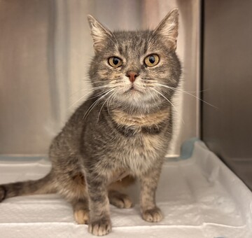 Fundkatze Siegendorf