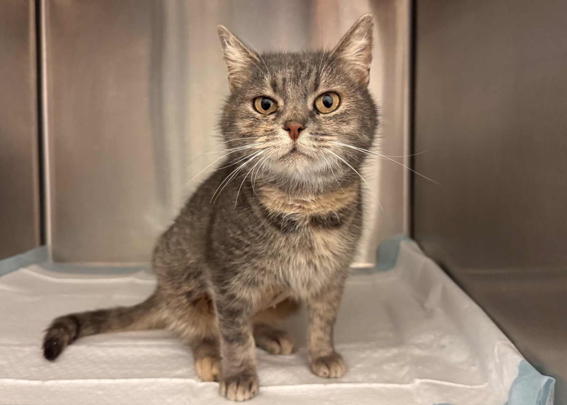 Fundkatze Siegendorf