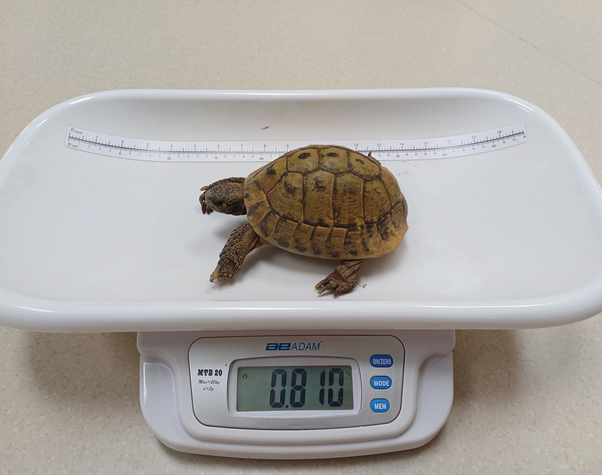 Fundschildkröte 18.07.2026
