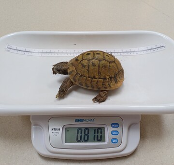 Fundschildkröte 18.07.2026