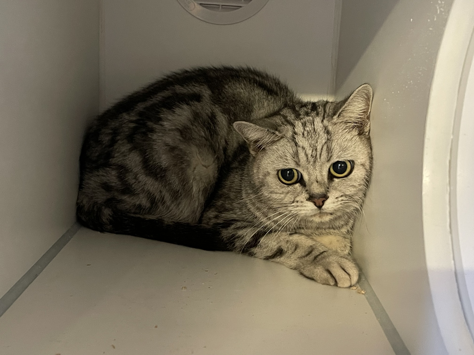 Fundkatze Draßburg