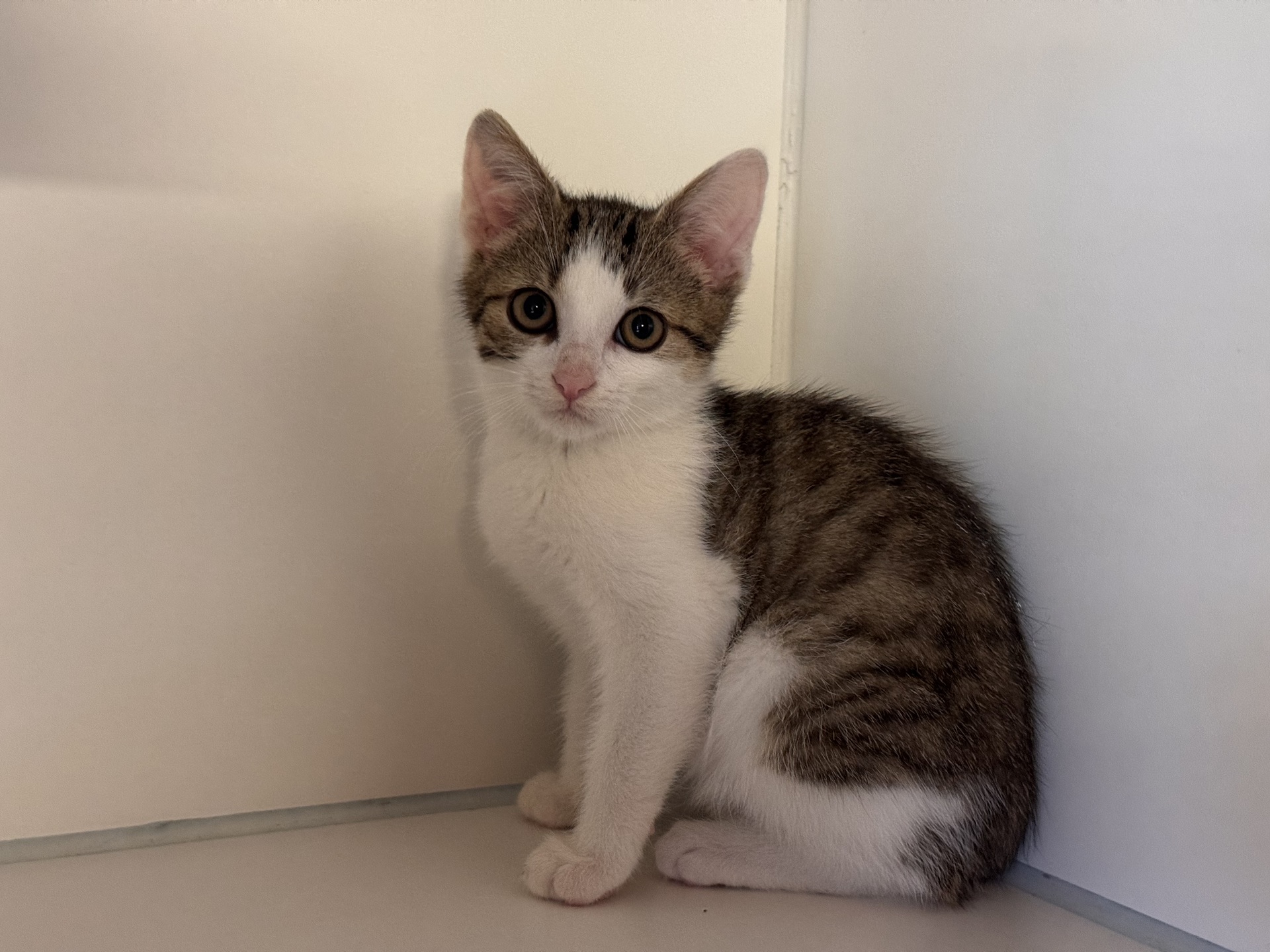 Fundkatze Burg/Schandorf