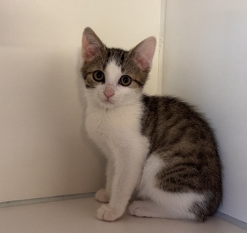 Fundkatze Burg/Schandorf