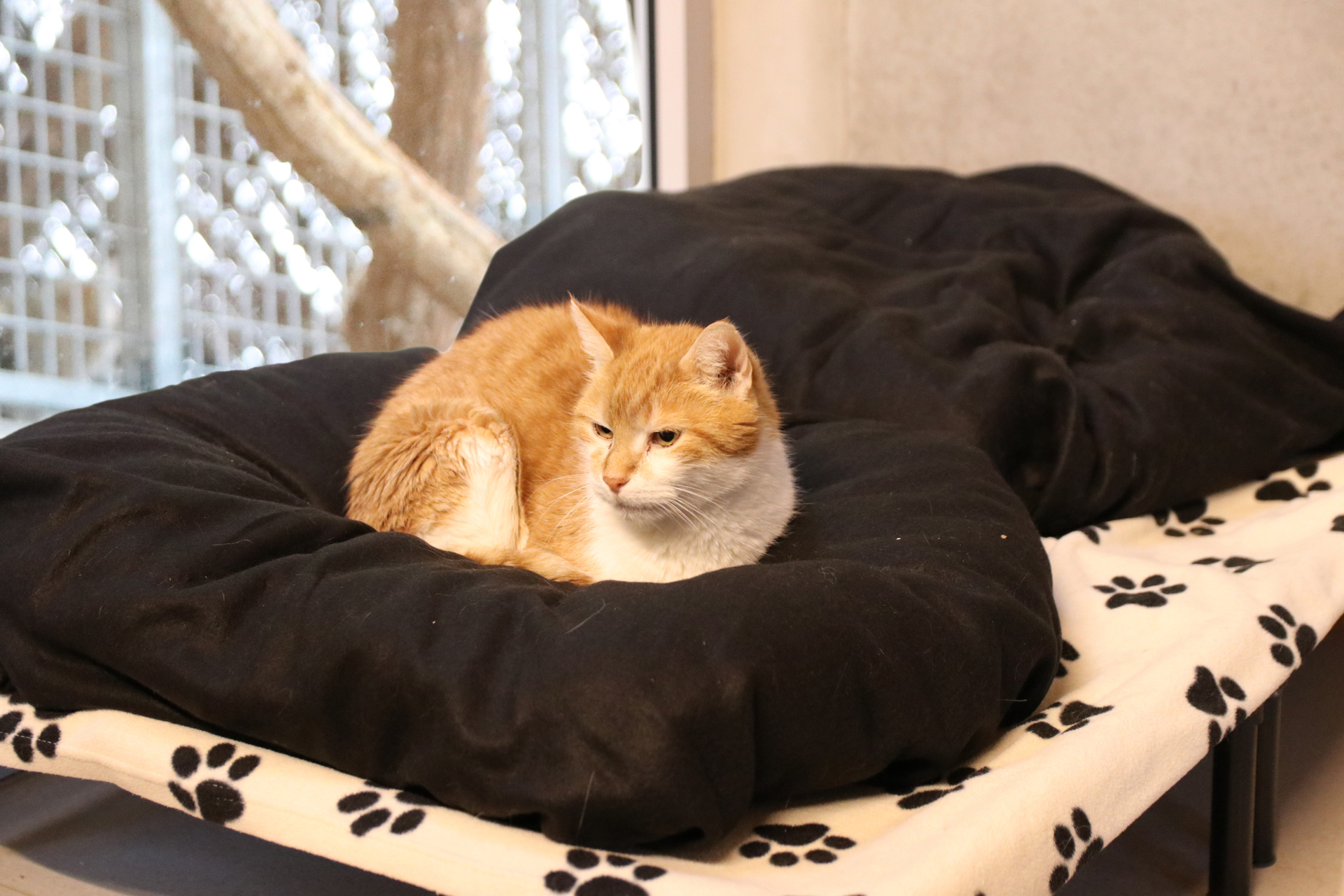 Katze im Sonnenhof