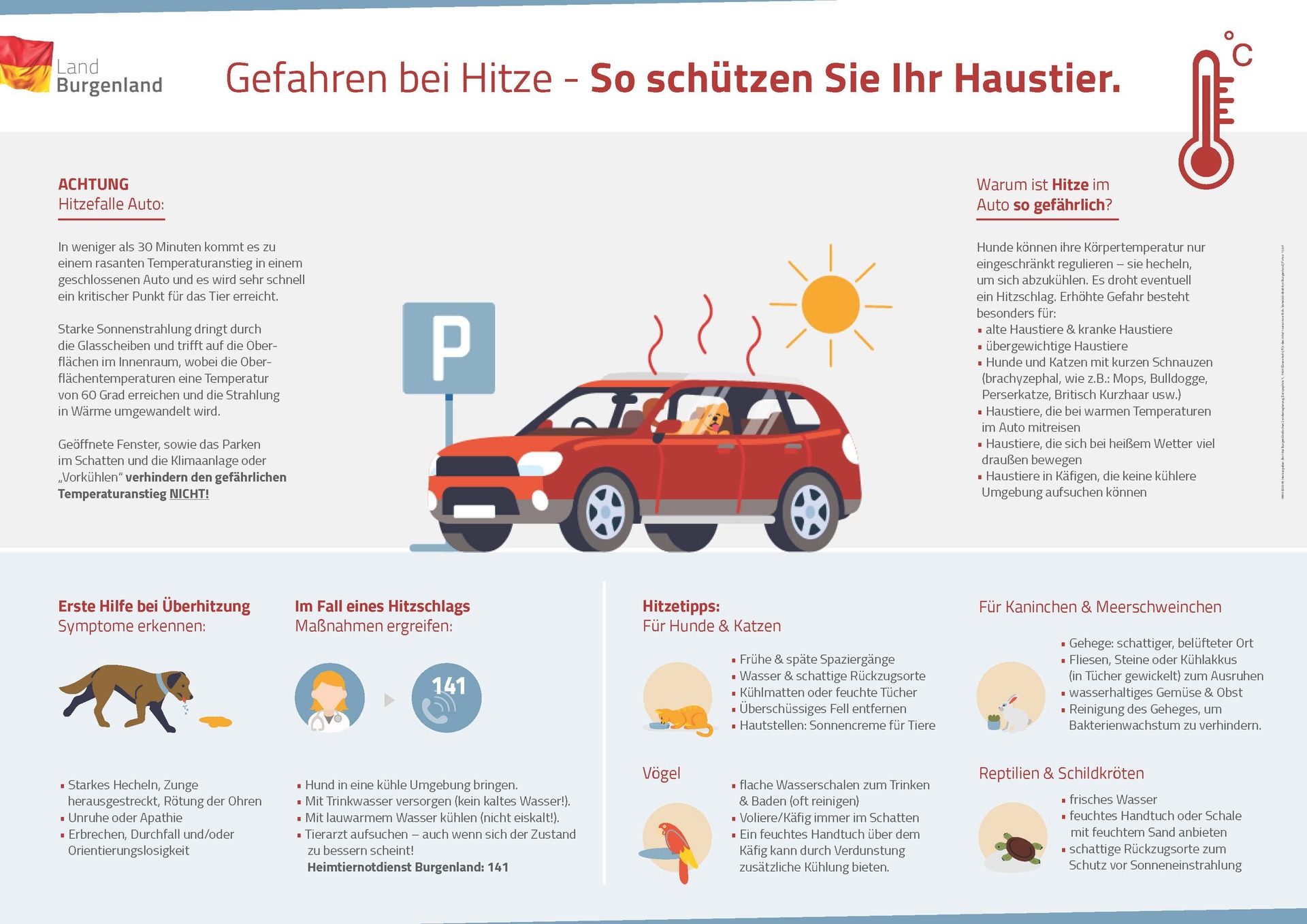 Hitzetipps für Haustiere