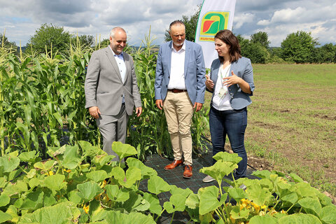 Beim Rundgang auf dem Ausstellungsgelände der Biofeldtage – hier bei der Sortenschau. V.l.: DI Matthias Grün, GF Pannatura GmbH, LH Hans Peter Doskozil, DI Anna Lampret, Projektleiterin Biofeldtage