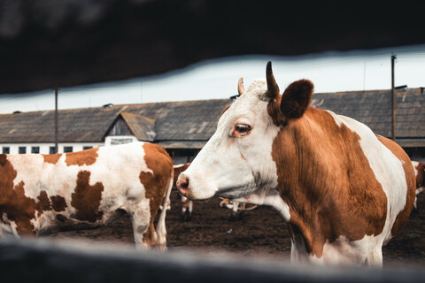 Maul- und Klauenseuche