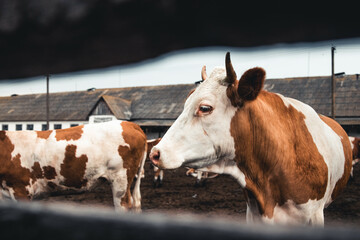 Maul- und Klauenseuche