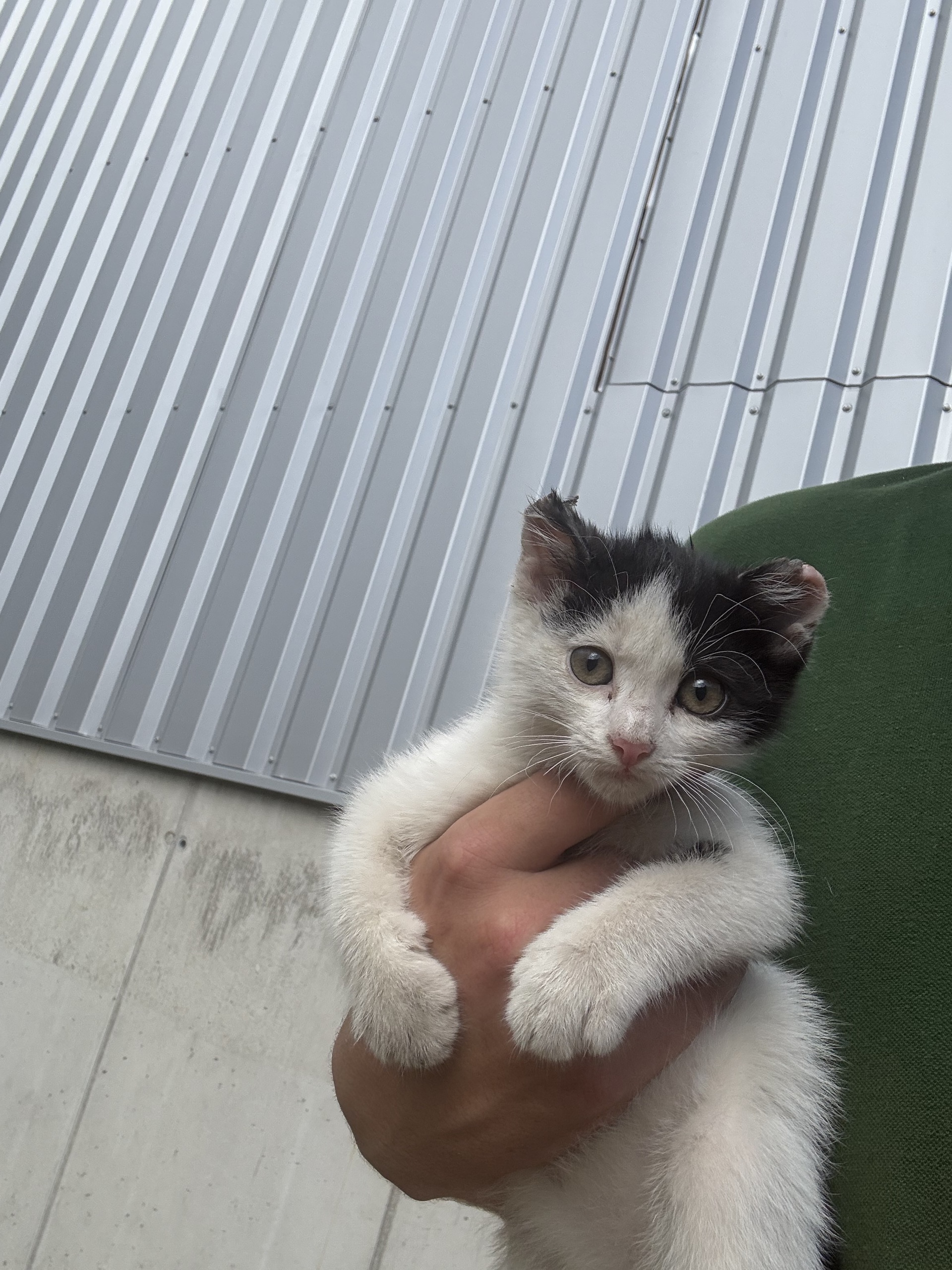 Fundkatze Horitschon 12.06.2026
