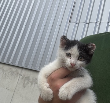 Fundkatze Horitschon 12.06.2026