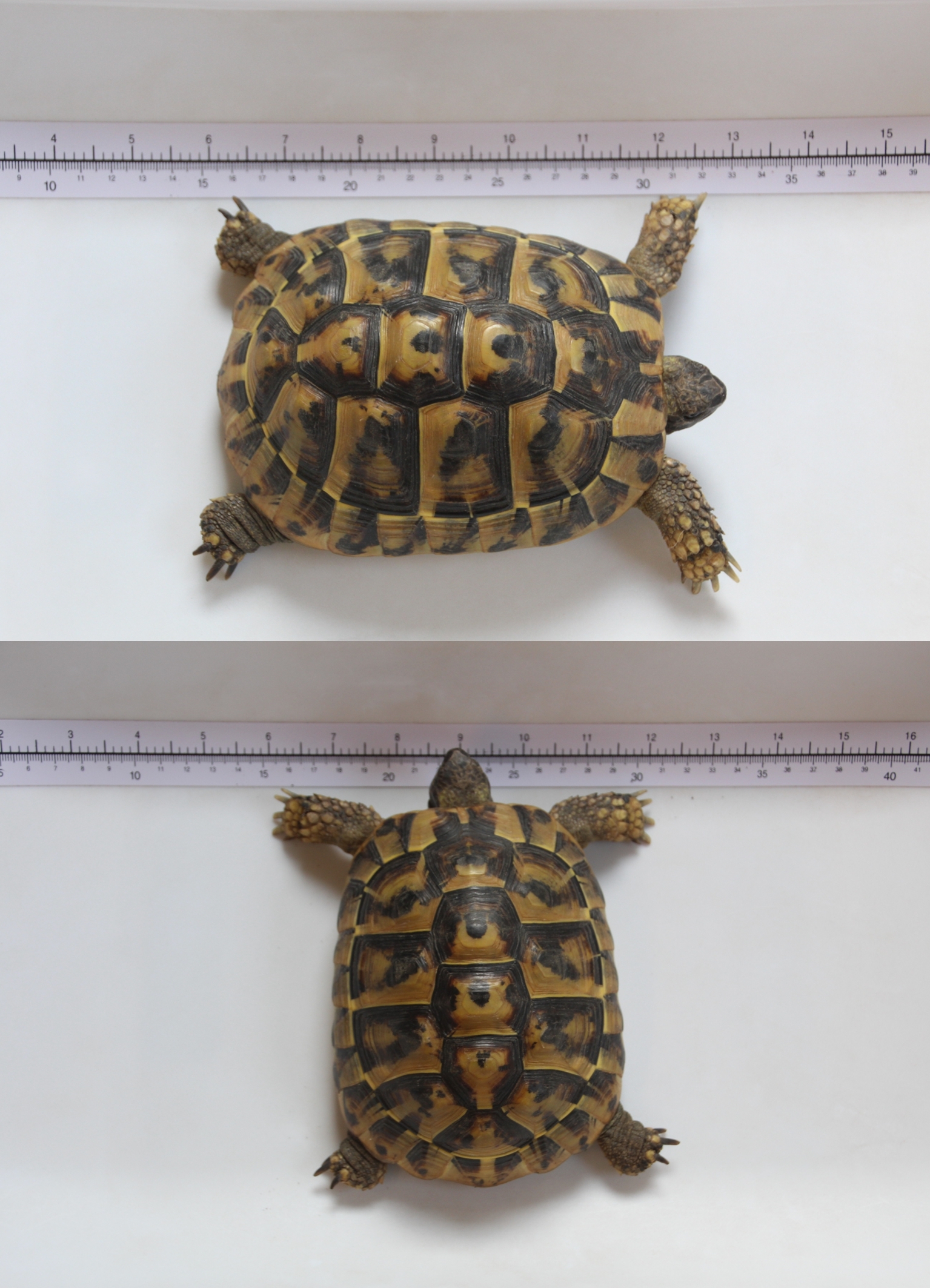 Fundschildkröte Neufeld/Leitha