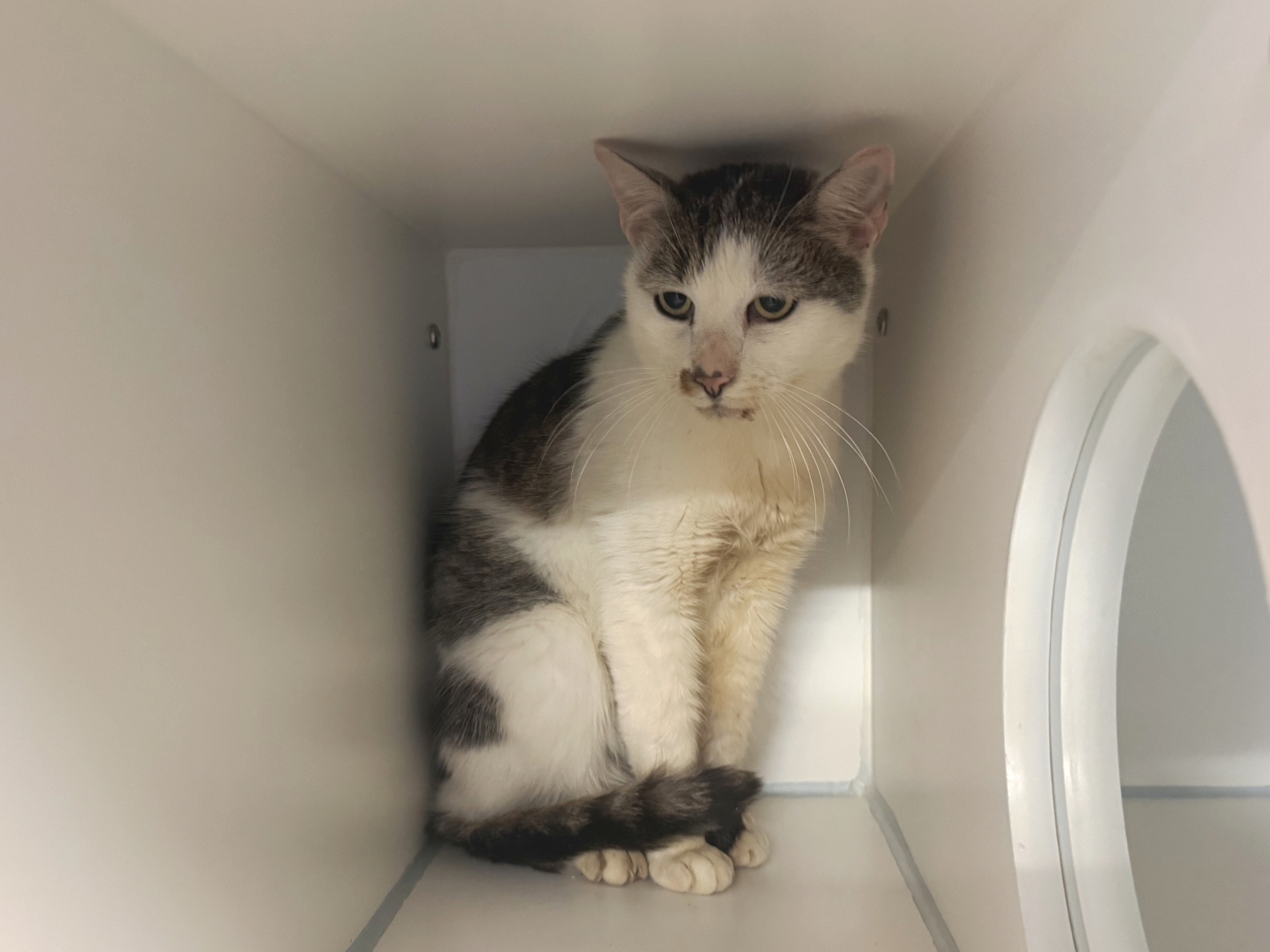 Fundkatze Unterloisdorf