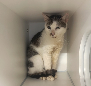 Fundkatze Unterloisdorf