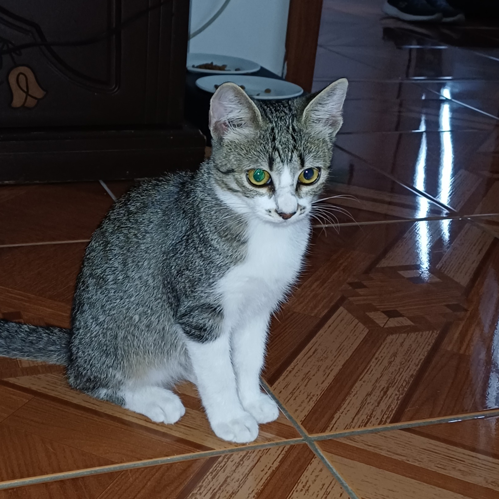 Fundkatze Mattersburg 30.08.2026