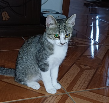 Fundkatze Mattersburg 30.08.2026