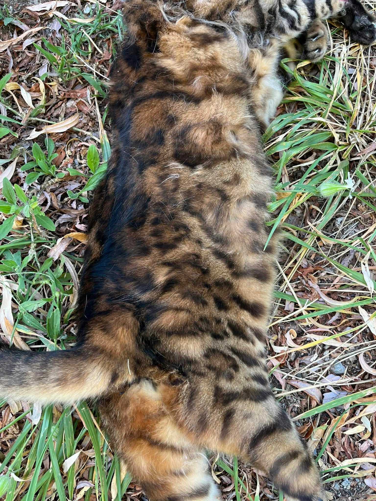Totfund Katze Zillingtal 19.08.2025
