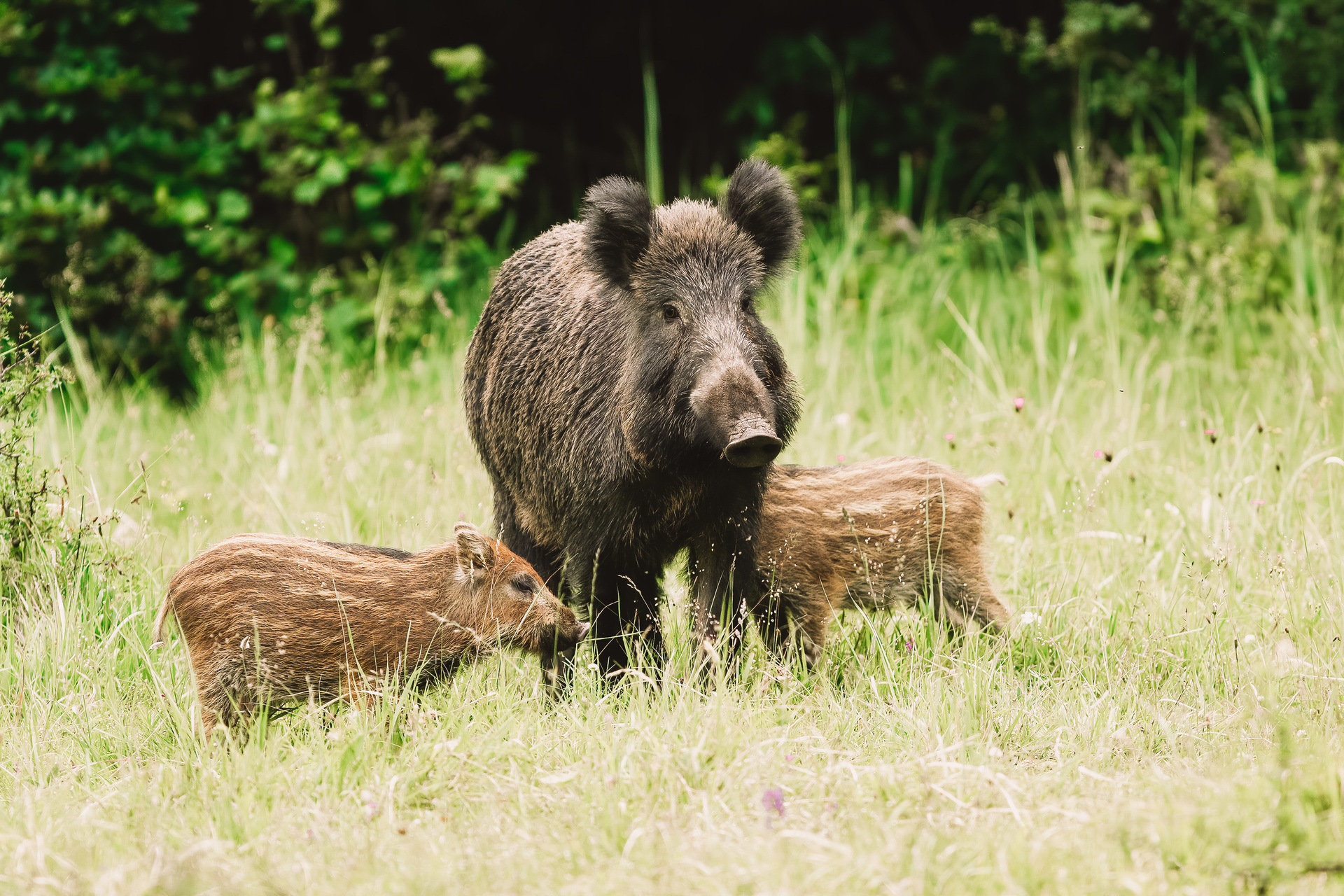 Symbolfoto Wildschweinmanagement