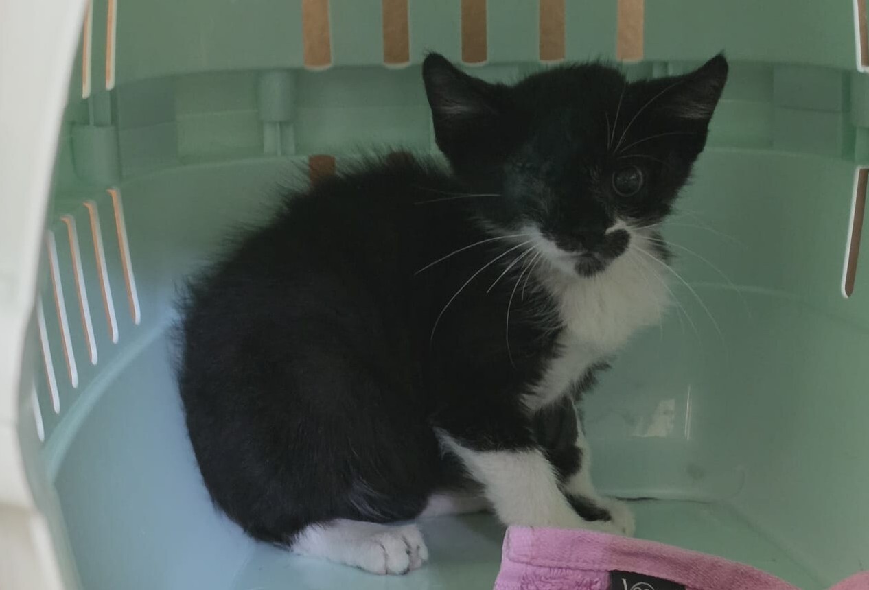 Fundkatze Pöttelsdorf 20.07.2026