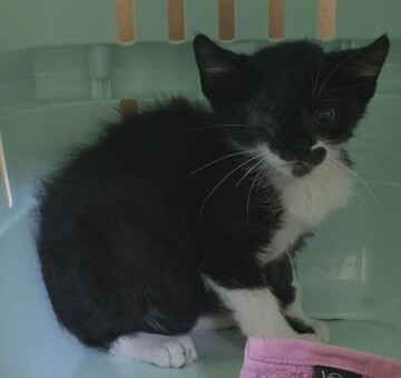 Fundkatze Pöttelsdorf 20.07.2026