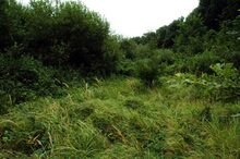 Waldteich Deutschkreutz