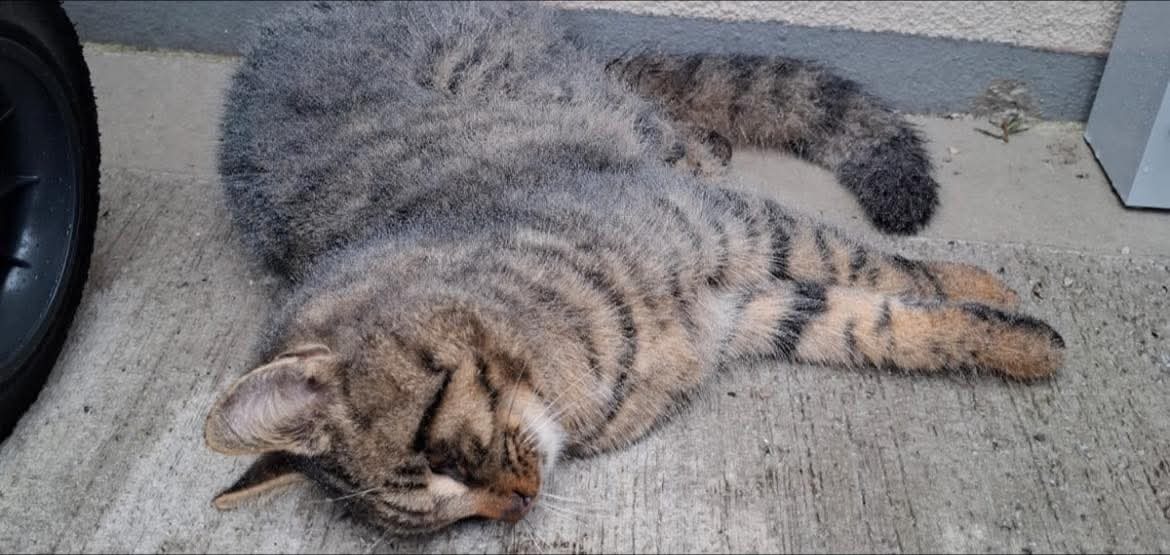 Totfund Katze Hirm 04.02.2026