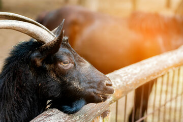 Maul- und Klauenseuche: Zweiter Durchgang im Probenprogramm startet