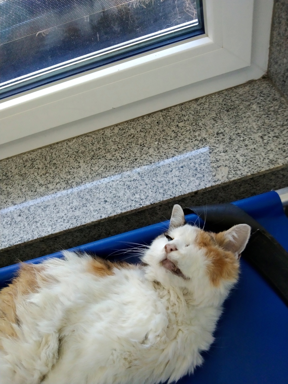 Fundkatze Neudörfl 19.09.2026