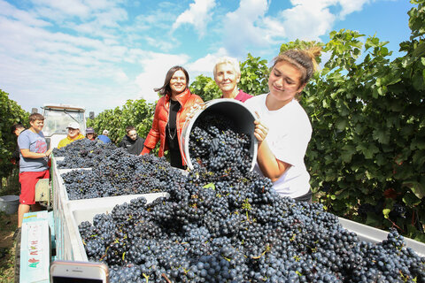 Weinlese in der Weinbauschule Eisenstadt