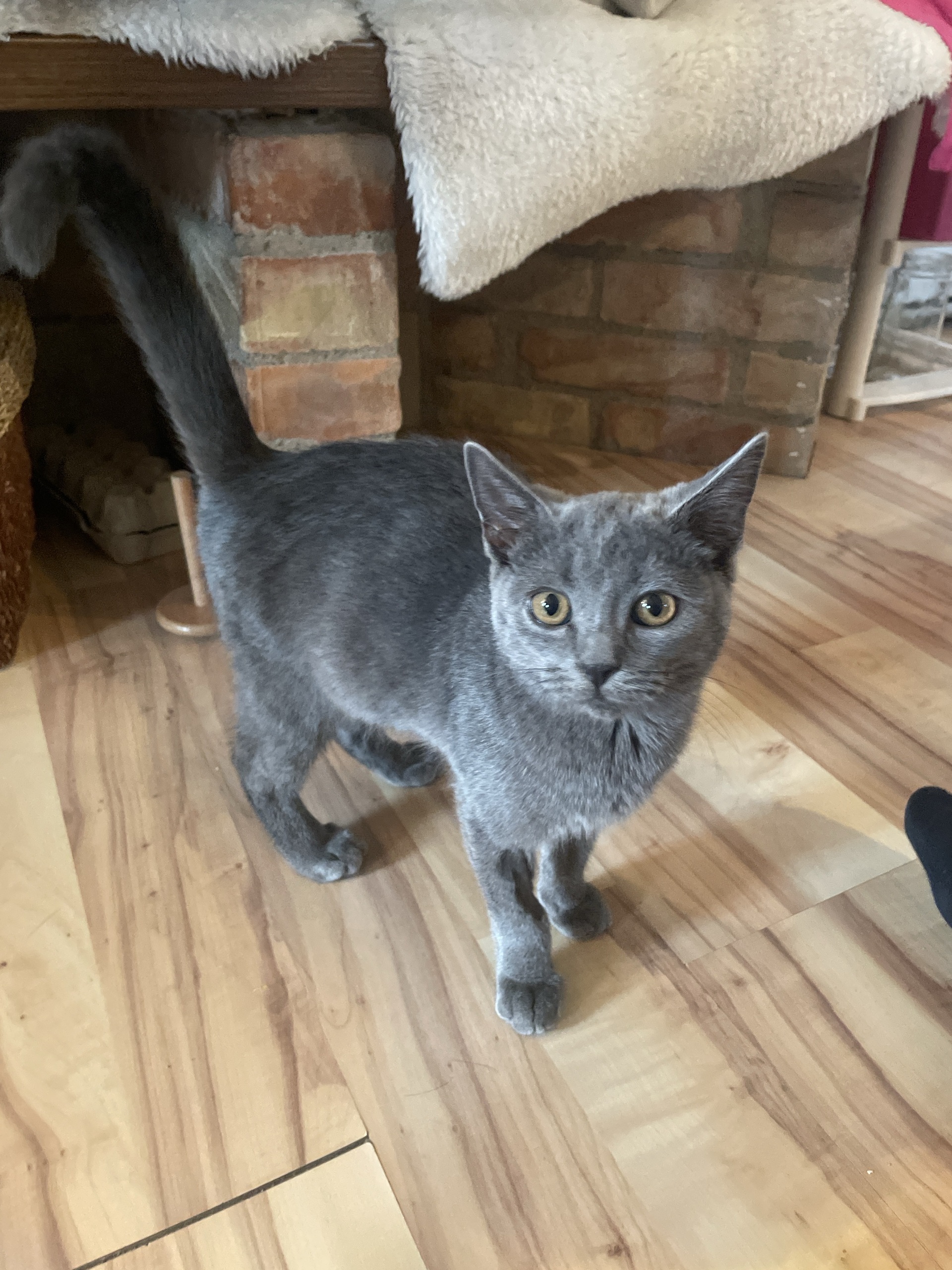 Fundkatze Zemendorf