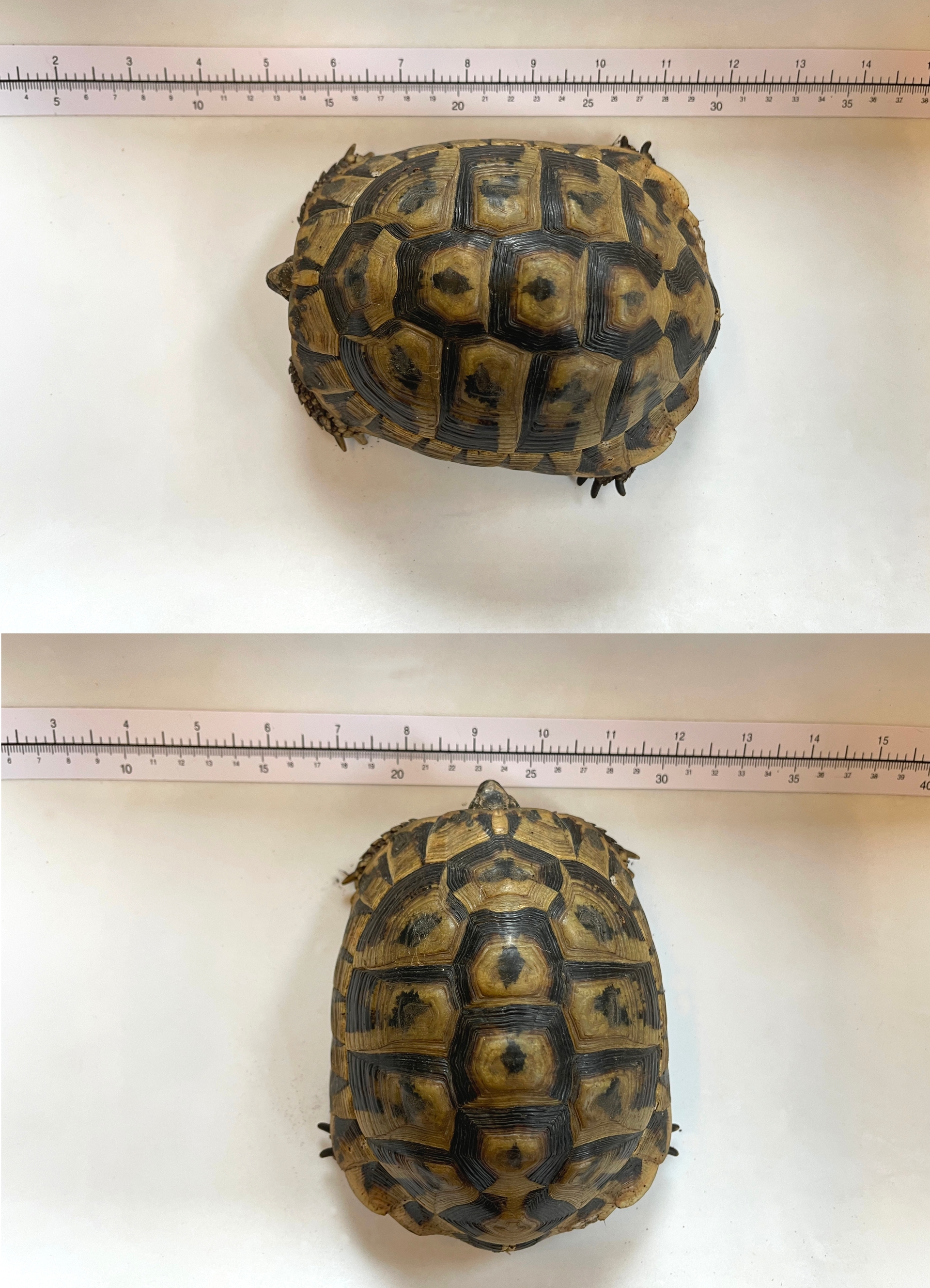 Schildkröte Loretto