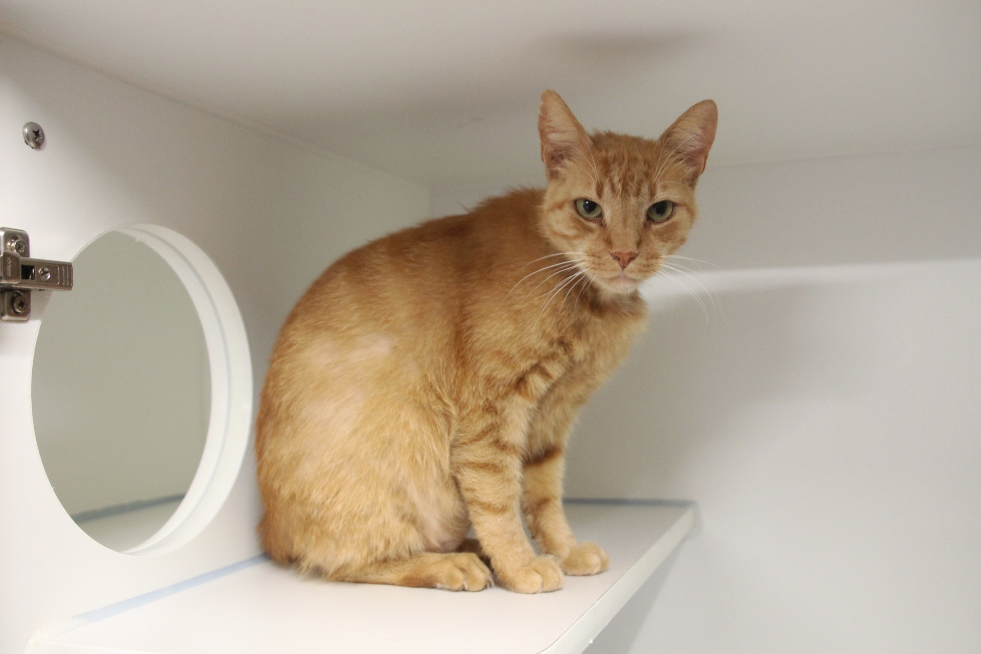 Fundkatze Mattersburg