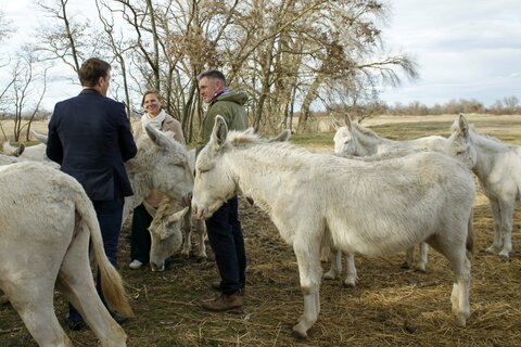 Die Tiere rund um Herdenchef “Krümel” genossen die Aufmerksamkeit und zahlreiche Streicheleinheiten von Landeshauptmann-Stellvertreterin Anja Haider-Wallner und dem oberösterreichischen Umwelt-Landesrat Stefan Kaineder.