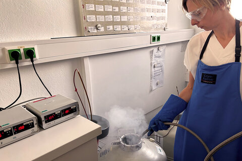 MTF (Medizinisch-Technische Fachkraft) Kerstin Treidt bei der Kryokonservierung.