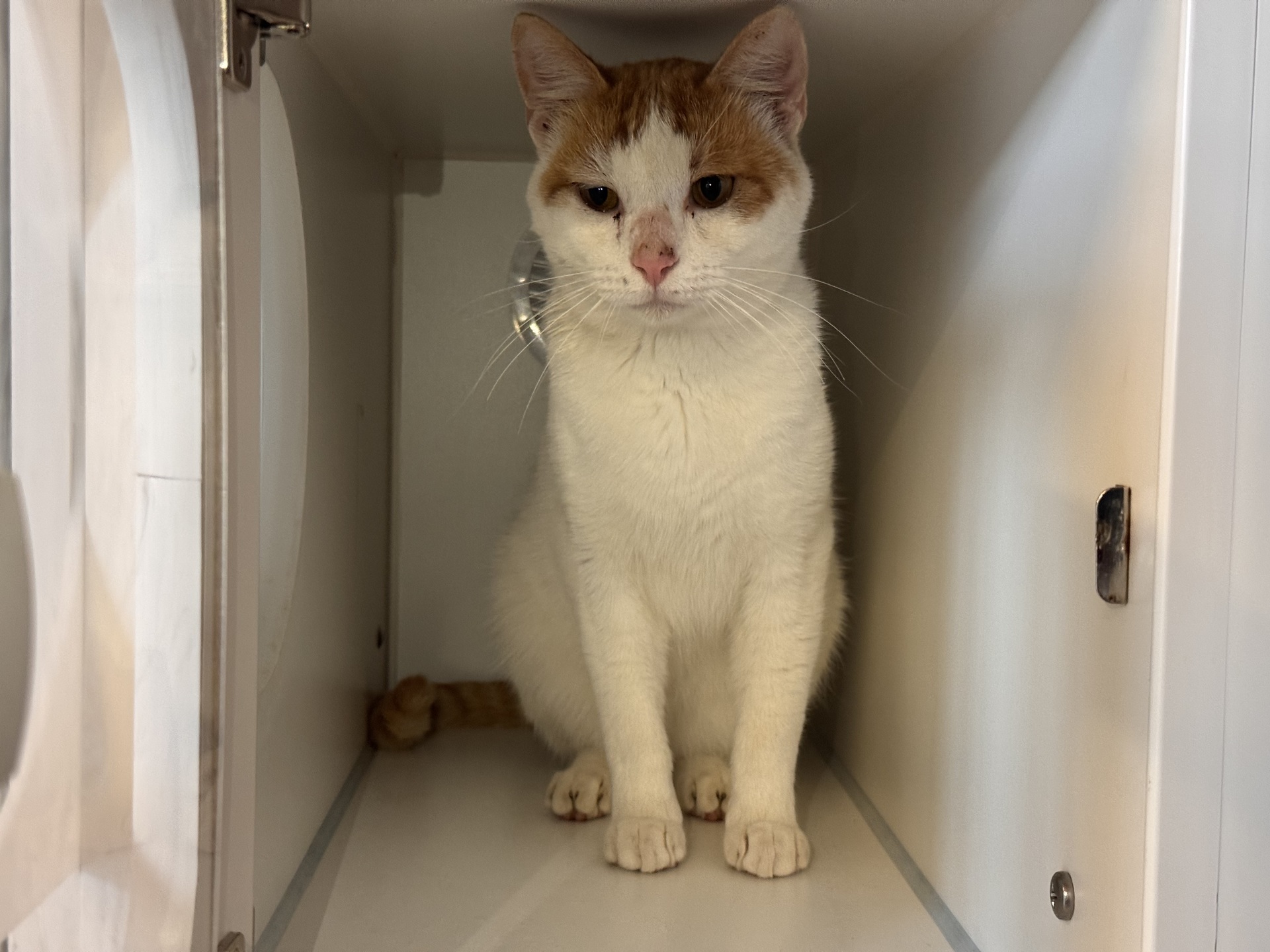 Fundkatze Neckenmarkt