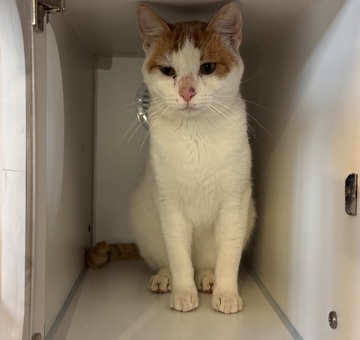 Fundkatze Neckenmarkt