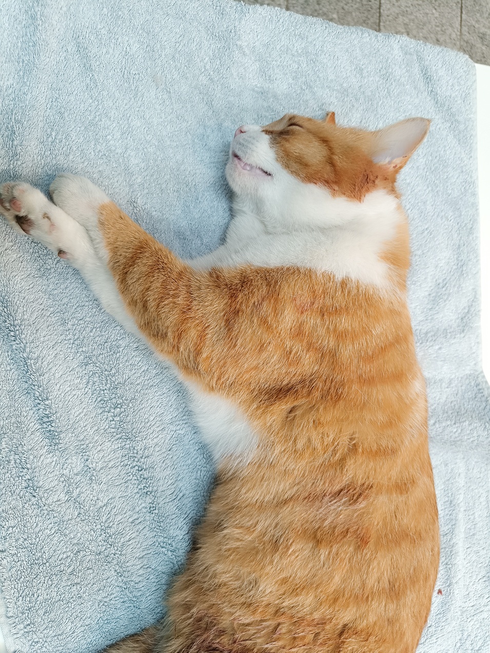 Fundkatze_Wulkaprodersdorf_12.03.2026_tot