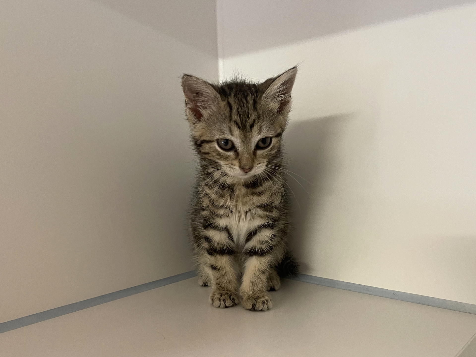 Fundkatze Rohrbach bei Mattersburg