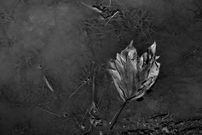 Stillleben – Wasserlache