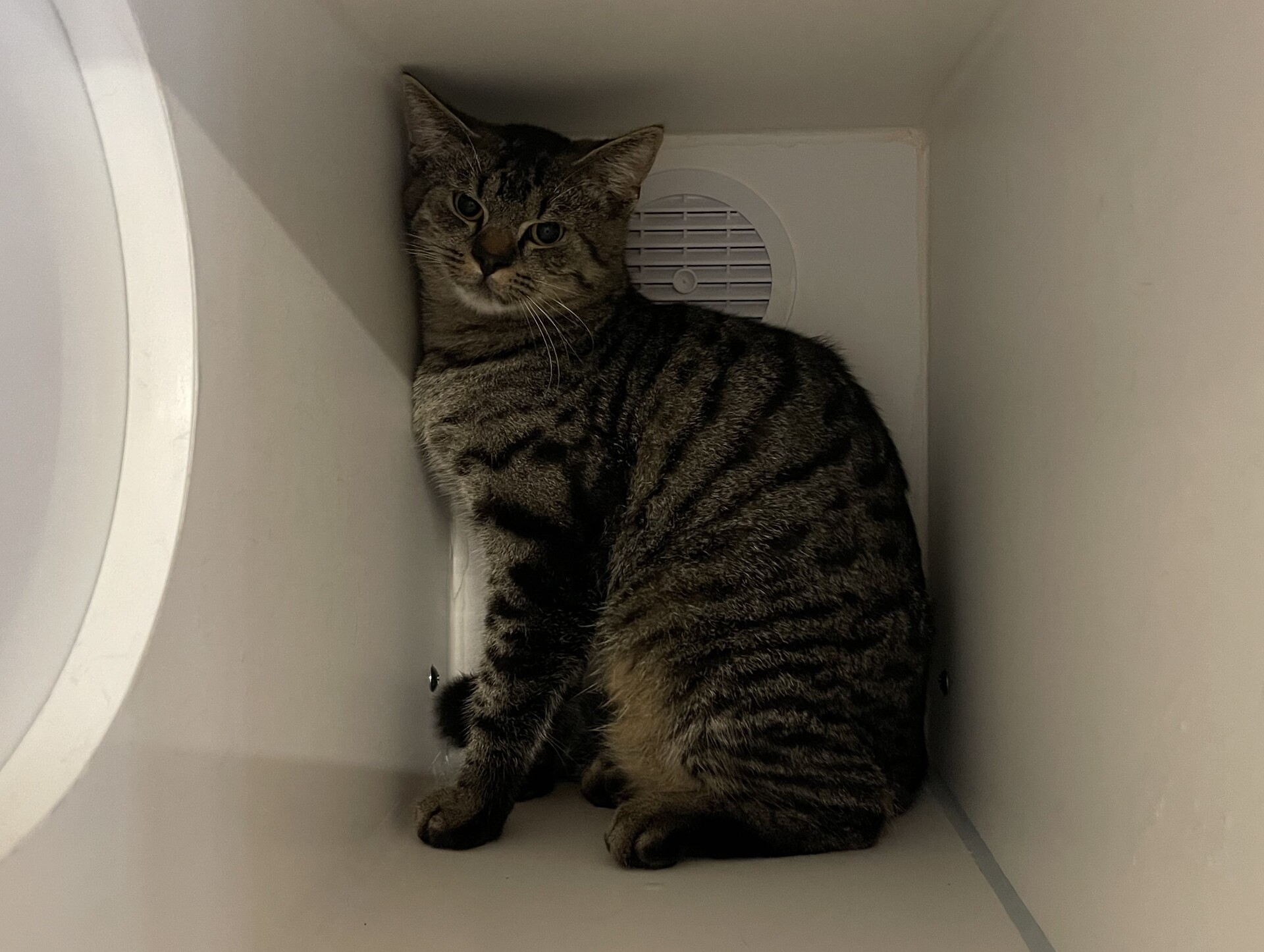 Fundkatze Neutal