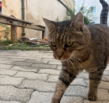 Fundkatze Eisenstadt 25.09.2026