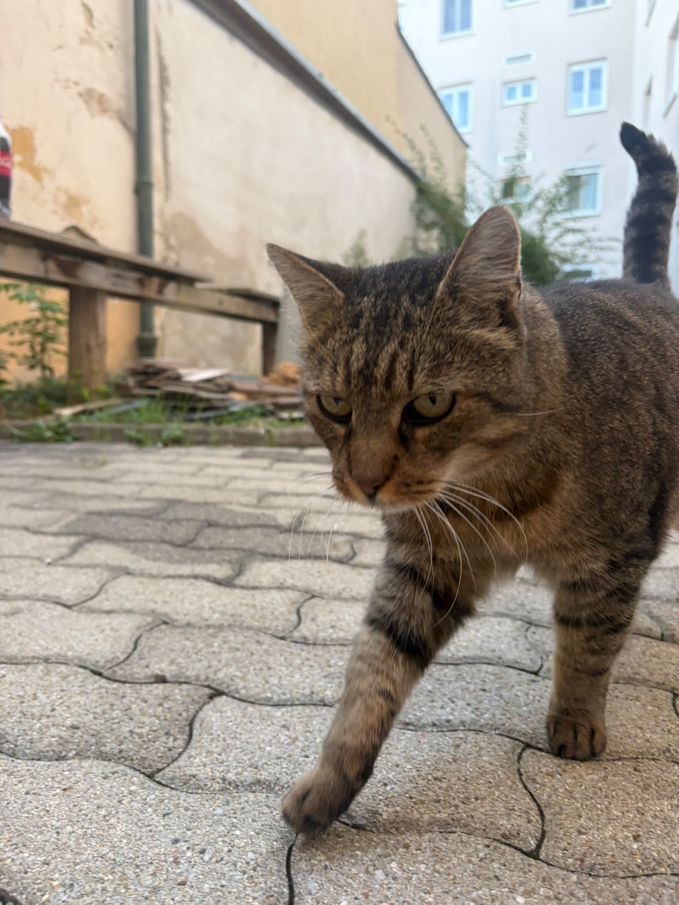Fundkatze Eisenstadt 25.09.2026