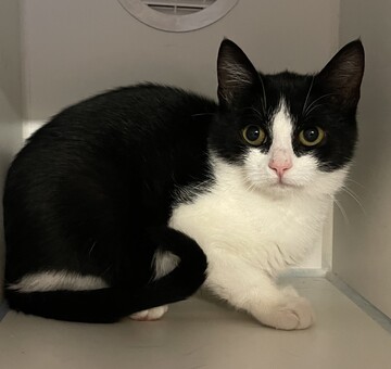 Fundkatze Neckenmarkt