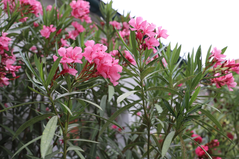 Buschenschanktag 2020