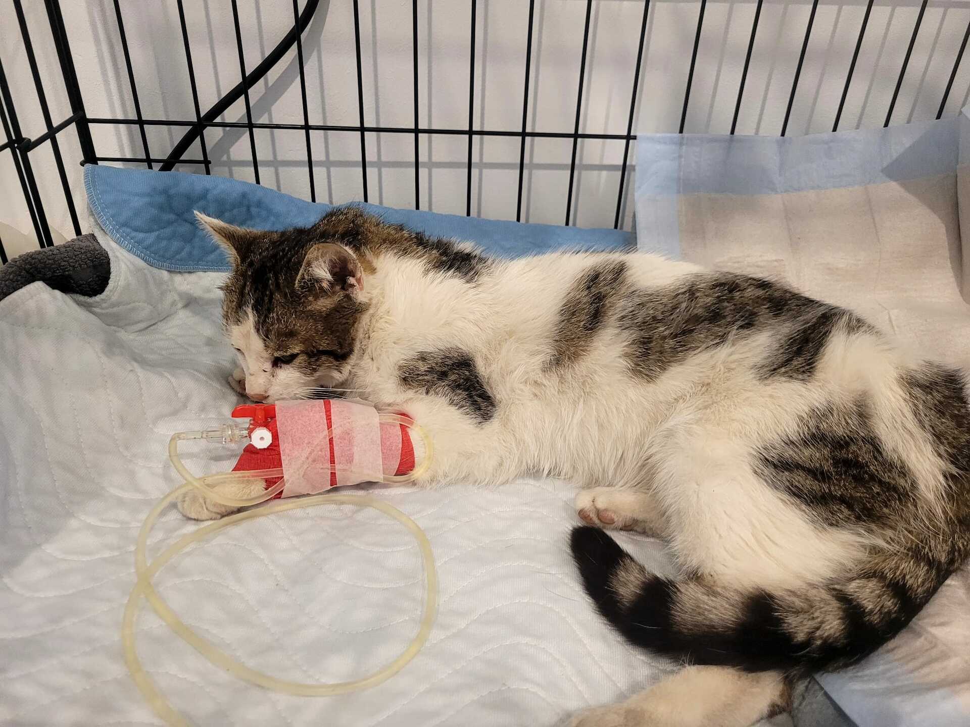 Fundkatze Lockenhaus, weiß getigert, Kater