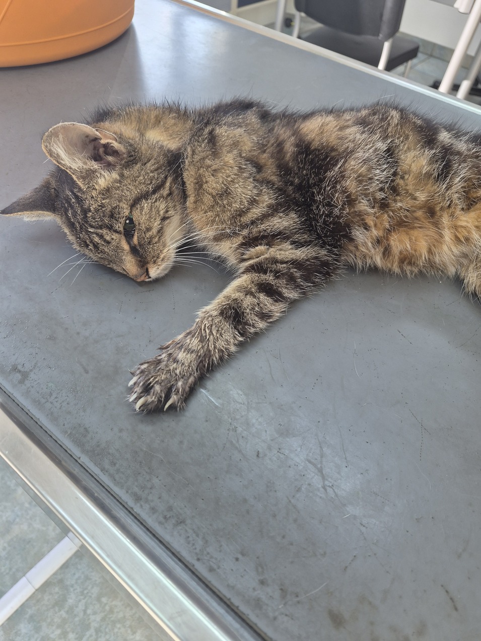 Fundkatze Siegendorf 09.09.2026