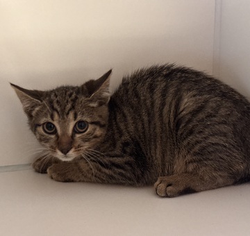 Fundkatze Burg/Schandorf