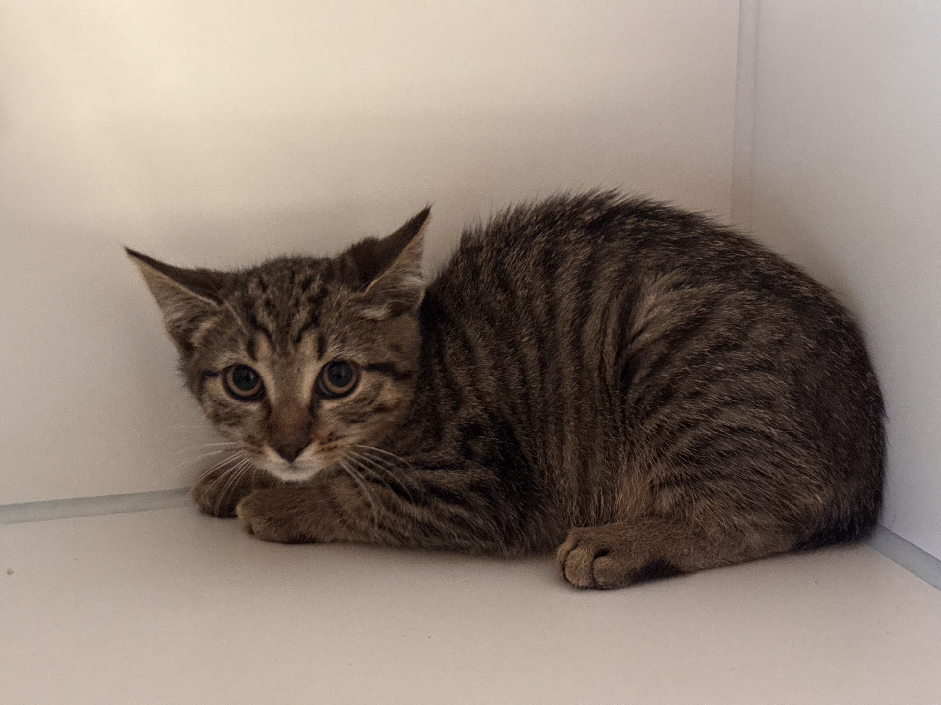 Fundkatze Burg/Schandorf